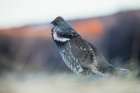 Dusky grouse calling in the Rocky Mountains of Colorado Art Print